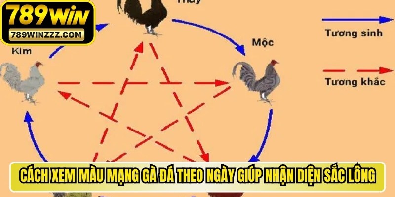 Cách xem màu mạng gà đá theo ngày giúp nhận diện sắc lông