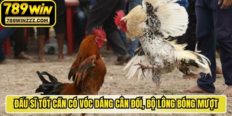 Một đấu sĩ tốt cần có vóc dáng cân đối, bộ lông bóng mượt
